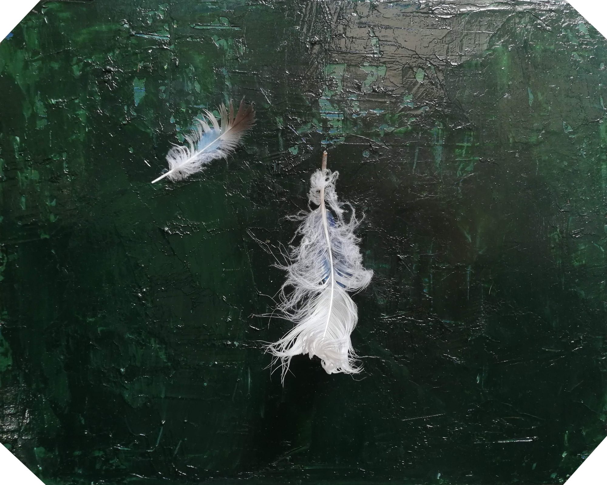 cigno – 23×29 – 2022